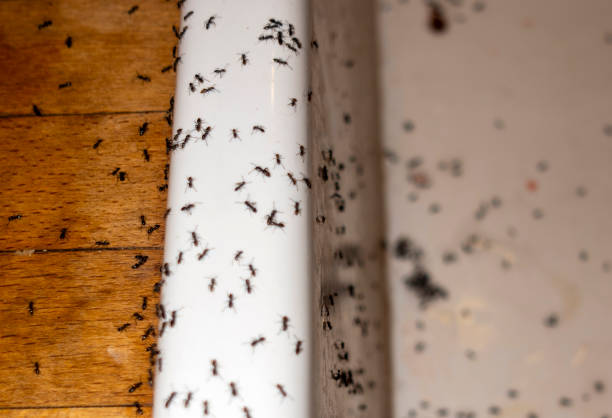 Best Residential Pest Control  in Fremont, OH